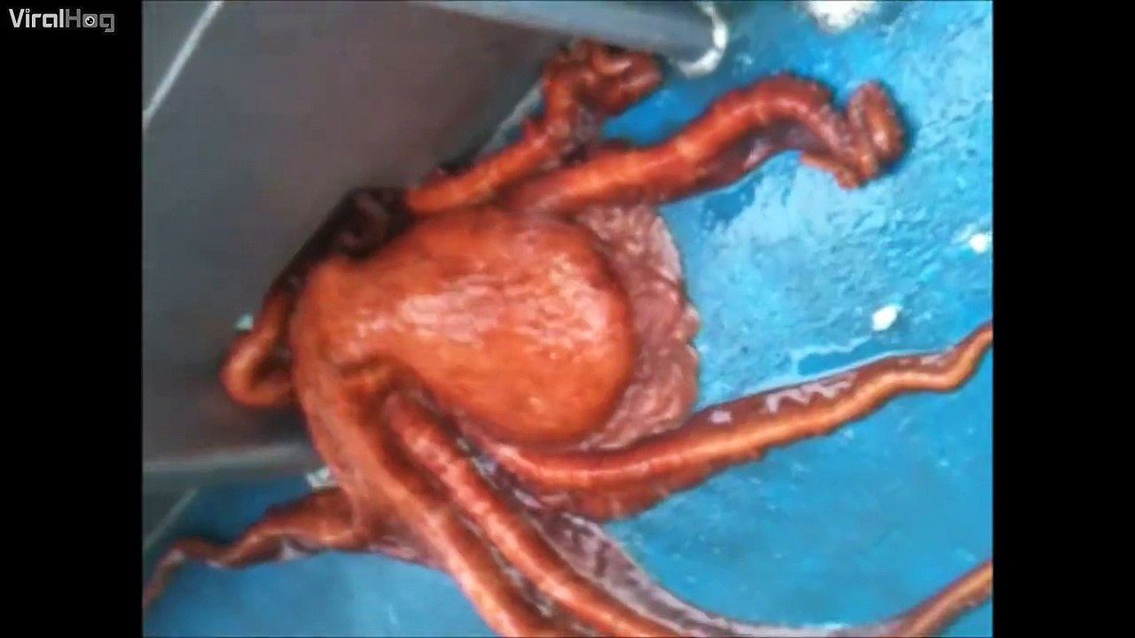 Ce poulpe est le roi de l'évasion... Incroyable!