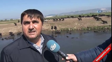 Çayırda otlayan mandalar Çay Deresi'nde keyif yaptı