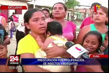 Piura: preocupación por proliferación de insectos y mosquitos