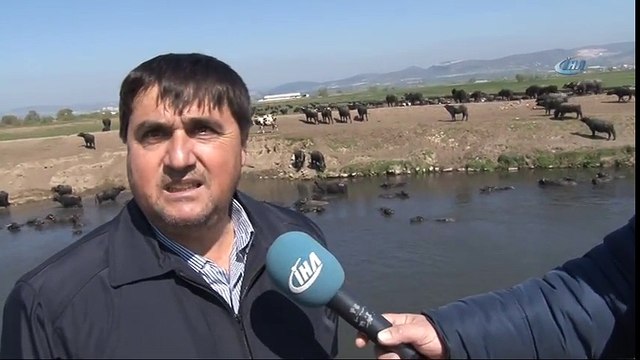 Otlayan Mandalar Ardından Derede Keyif Yaptı