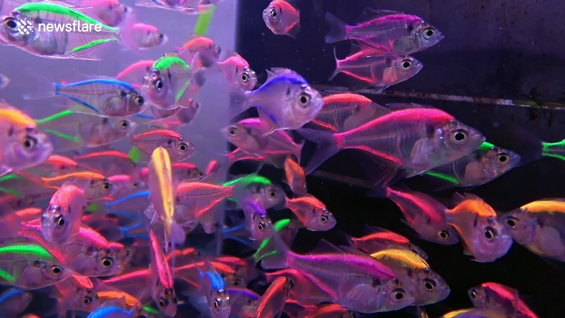 Mesmerising multicoloured fluorescent fish - video Dailymotion