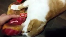 Un chat vole un paquet de pain à sa maîtresse, et ne veut pas le lui rendre !