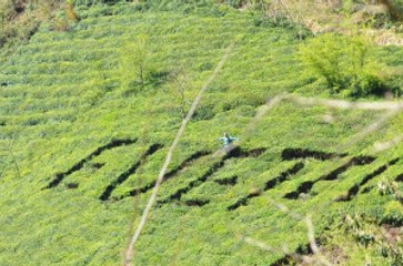 Referandumda Kullanacağı Oyu Çay Bahçesine Yazdı