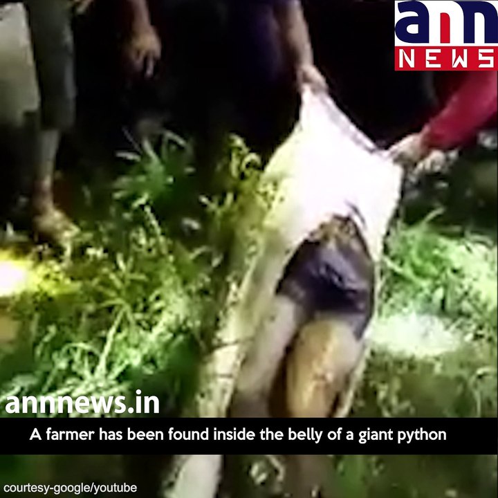 Giant python swallows Indonesian farmer who #AnnNewsWorld
