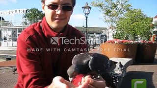 To Watch friendly pigeons in Leiden - Part 1 & 2