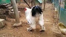 OMG Is this a giant cock or someone disguised as a cock.. omg video