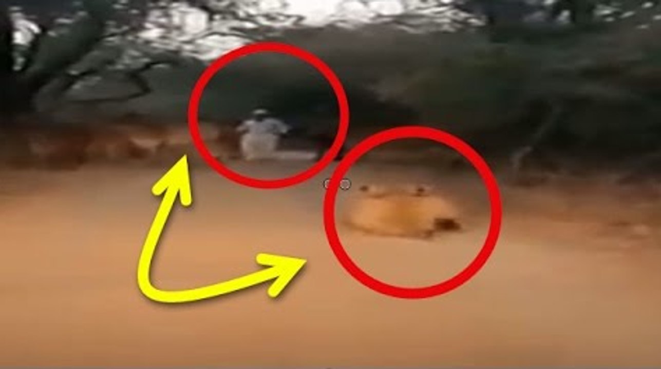 راعي بقر مسلم يرى اسد يتربص به شاهد ماذا فعل؟!!!