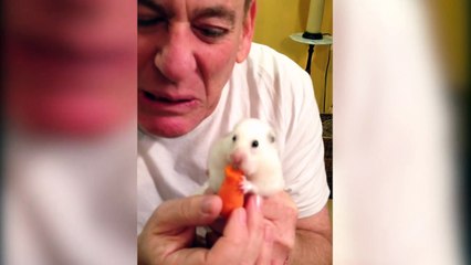 Hungry Hamster Swallows Whole Carrot in 20 seconds