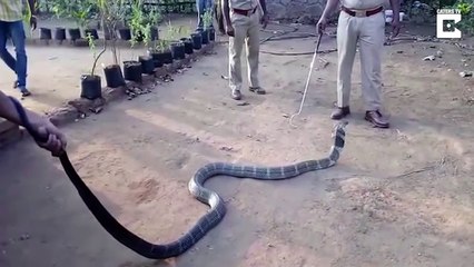 Cobra-real desidratada com a seca extrema bebe água de garrafa