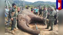 野生のアジアゾウが送電鉄塔を倒し感電死　カンボジア