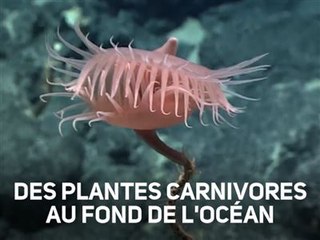 Surprise à 3770 m sous l'eau : une plante carnivore