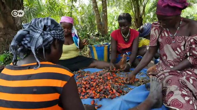 The search for sustainable palm oil | DW English