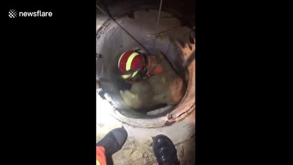 Golden retriever 'thanks' firefighter after being rescued