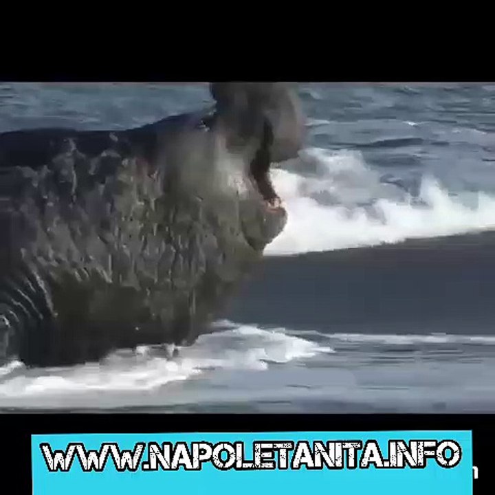 MO TE CHIAV NA CAPATA MMOCC...