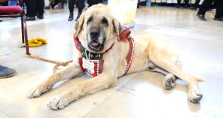 Aksaray'dan Gelen Dev Çoban Köpeği Anadolu Günleri'nde İlgi Odağı Oldu