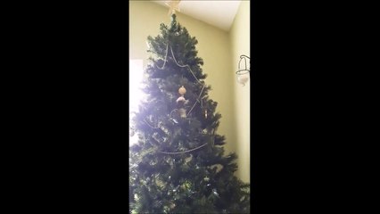 Quand ton chat veut t'aider à accrocher les boules de Noël !