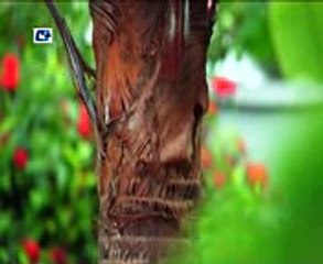 Ami Kichu Bolte Chai 2017 Bangla Natok Ft. Moushumi & Somapti Masuk HD