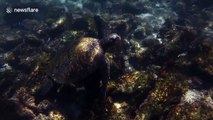 Stunning underwater footage of Galapagos sea turtles
