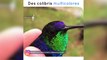 Des colibris de toutes les couleurs : magique