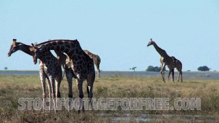 Giraffes