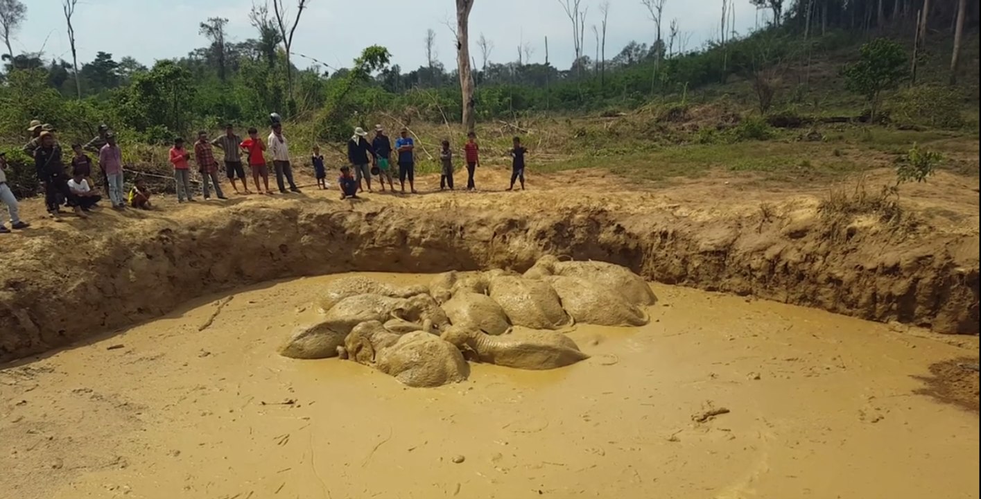 Asian Elephants Saved From Flooded Bomb Crater in Cambodia