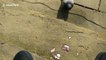 Pigeon eats ice cream during UK mini heatwave