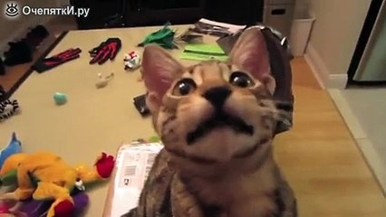 Кот смеётся