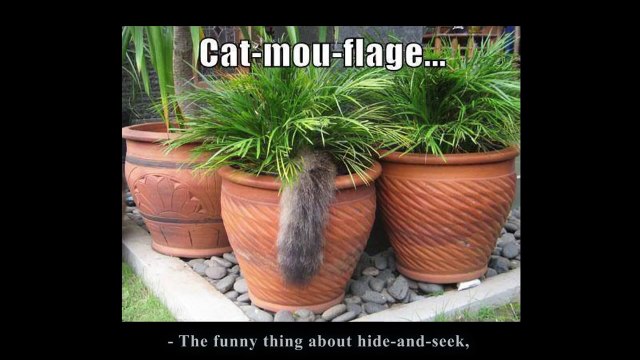 Cache Cache Parole De Chat Video Dailymotion