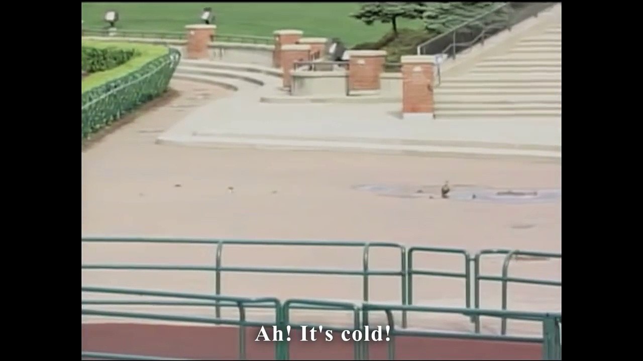 CANARDS DANS LA TEMPÊTE - PAROLE DE CANARD