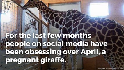 Is April the giraffe even pregnant?