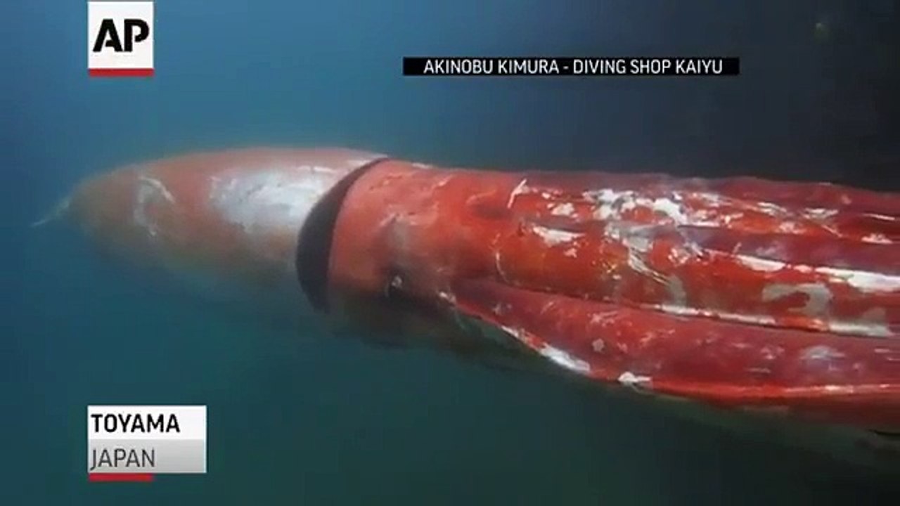 Lula Gigante filmada no Japão ((( Giant Squid)))