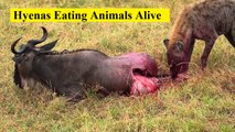 #11 Most Dangerous Hyenas Eating Animals Alive!