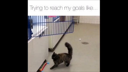 Ce chat ne comprend pas pourquoi il n'arrive pas à sauter