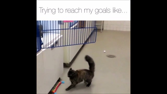 Ce chat ne comprend pas pourquoi il n'arrive pas à sauter