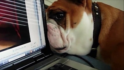 Ce chien veut voir ce qu'il y a derrière l'ordinateur