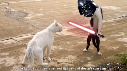 COBRA CAT - PAROLE DE CHAT