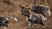 #09.Horrible Wild Dog Attacks Compilation - Wild Dog vs Leopard,Crocodile,Impala,Baboons,Gazelle,Buffalo