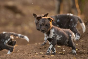 #09.Horrible Wild Dog Attacks Compilation - Wild Dog vs Leopard,Crocodile,Impala,Baboons,Gazelle,Buffalo