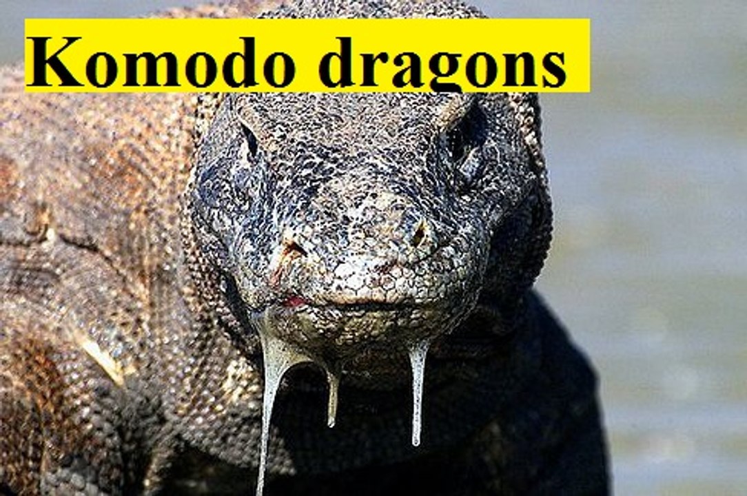 #06.Komodo dragons Eat Screaming Animals Compilation - Animals Being Eaten Alive
