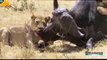 #10 Craziest Wild Animal Attacks Compilation - Lion,bear,Tiger,Leopard,Hyena,Lioness,Zebra,Warthog