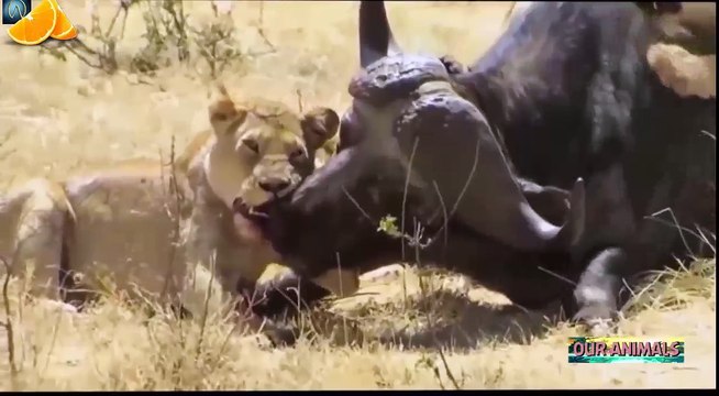 #10 Craziest Wild Animal Attacks Compilation - Lion,bear,Tiger,Leopard,Hyena,Lioness,Zebra,Warthog