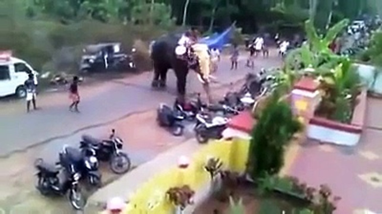 Un éléphant devient fou en Inde et ecrase tous sur son passage ! insolite