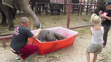 Mischievous baby elephant goes nuts for bath time
