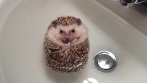 Hedgehog curls into ball, floats during bath