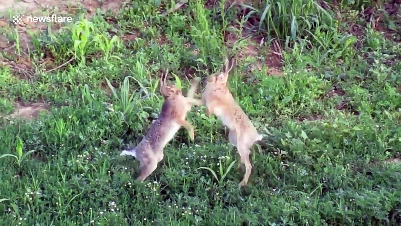 Two hares have a comical fight