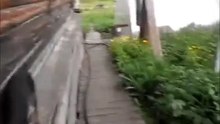 Elle demande au chien de ramener le chat à la maison. Ce qui se produit est presque surréel