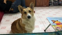 Thằng Corgi này cuồng mèo rồi, cứ thấy mèo là tớn lên