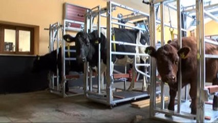 Bakan Çelik: "Et Fiyatlarında Aldığımız Karar Üreticiyi Korumak İçin"