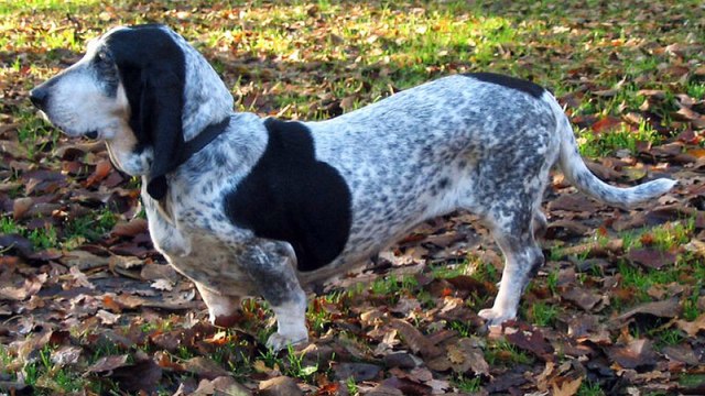 Unusual Colored Animals - You'll be amazed