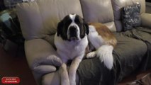 Needy Saint Bernard watches playoffs with owner